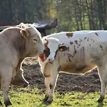 Spreewaldbetten - Bauernhof Schmogrow