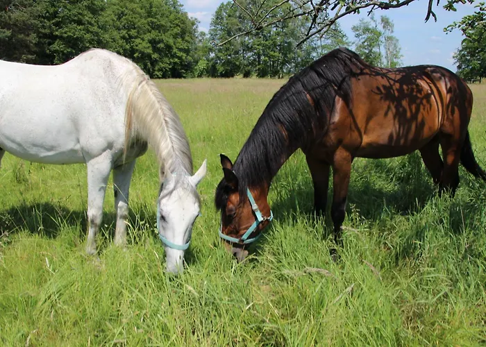 Spreewaldbetten - Bauernhof * Schmogrow