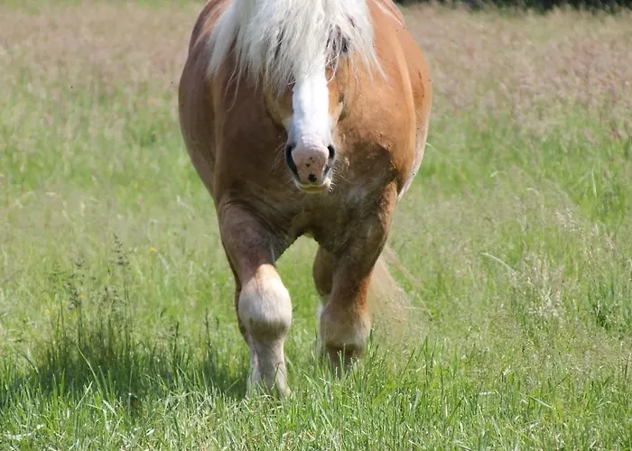Spreewaldbetten - Bauernhof
